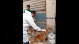 الطب البيطري (21)