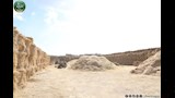 موقع تجميع قش الأرز