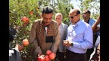 من البداري لأسواق العالم.. رمان أسيوط بين تحديات الطقس واشتراطات التصدير