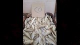 دريني صغير 