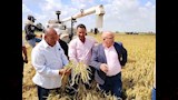يوم لحصاد الأرز بالبحيرة