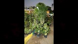 محافظ القاهرة يتفقد معرض الزهور الدولي بحديقة الحرية في الزمالك (20)