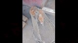 حملات مكبرة لمواجهة الكلاب الضالة (3)