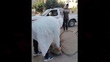 حملات مكبرة لمواجهة الكلاب الضالة (5)