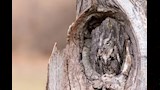 بومة الصياح الشرقية