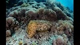 الحبار