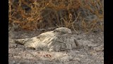طائر الليل المصري