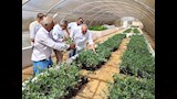  نجاح تجربة زراعة عباد الشمس الزيتي في جنوب سيناء بمياه آبار مالحة