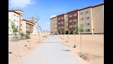 التنمية المحلية والبيئة تزرع 150 شجرة بمدرسة الكرنك في بدر (2)