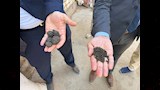 ضبط مصنع للفلفل الأسود المغشوش (3)