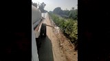 زراعة 4550 شجرة بأبو النمرس (4)