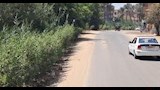 زراعة 4550 شجرة بأبو النمرس (6)
