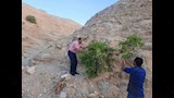 جمع بذور النباتات