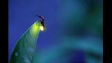 اليراعات.. ظاهرة طبيعية ذات دلالات ثقافية