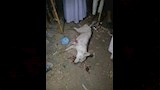 ذىب طما بعد قتله