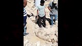 ذئب الصوامعة شرق بعد قتله