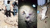 جيرة الموت.. هكذا يعيش أهالي القرى الجبلية بسوهاج وسط الحيوانات المفترسة -صور