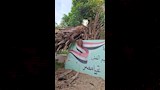 سقوط نخلة داخل مبنى تعليمي بالإسكندرية٤