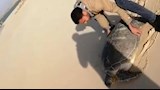 بين شباك الصيد وأمواج الخليج.. رحلة إنقاذ سلحفاة "ترسة" نادرة تزن 25 كيلو برأس سدر