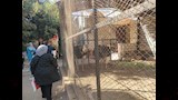 مواطنو الفيوم يشاهدون النعام داخل قفصه