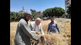 قيادات زراعة سوهاج في حقول القمح_2
