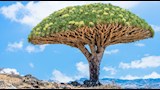 منها دم التنين..  صور لـ أغرب الأشجار في العالم 