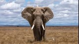 الفيل الأفريقي