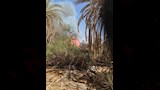 حريق في مزارع نخيل
