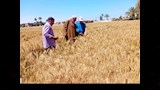 بدء حصاد القمح بأسيوط ومتابعة التوريد (1)