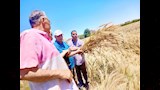 بدء حصاد القمح بأسيوط ومتابعة التوريد (6)