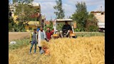 حصاد القمح