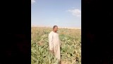 صبحى شريف أحد مزارعى بنجر السكر بالفيوم