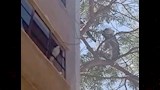 دخل البلكونات.. قرد المنوفية الهارب يقتحم شرفات المنازل - فيديو وصور