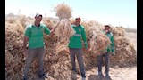 حصاد القمح بالحقل الإرشادي