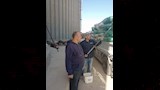 استلام الأقماح بشون المنوفية