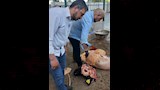 ضبط طن لحوم مذبوحة خارج المجازر (2)