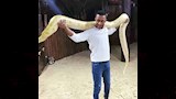 محمد رمضان يحمل ثعبان