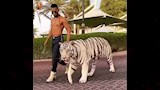 محمد رمضان مع النمر