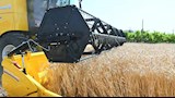 حصاد القمح بالبحيرة