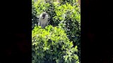 النسناس الهارب_3
