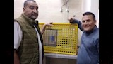 "دوّخ مدينة السادات".. القصة الكاملة لرحلة الـ 10 أيام في مطاردة نسناس المنوفية