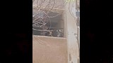 سيدة عجوز تهادى القرد طعام_6