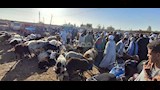 إقبال متوسط بأسواق مواشي أسيوط قبل عيد الأضحى (10)