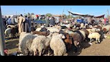 إقبال متوسط بأسواق مواشي أسيوط قبل عيد الأضحى (9)