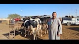 إقبال متوسط بأسواق مواشي أسيوط قبل عيد الأضحى (13)