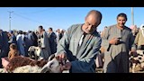 إقبال متوسط بأسواق مواشي أسيوط قبل عيد الأضحى (12)