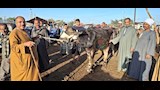 إقبال متوسط بأسواق مواشي أسيوط قبل عيد الأضحى (14)