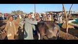 إقبال متوسط بأسواق مواشي أسيوط قبل عيد الأضحى (16)