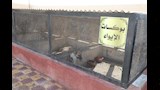 محافظ بني سويف يفتتح مركز التحصين والتعقيم 