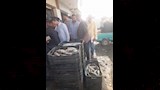 خلال فحص الأسماك